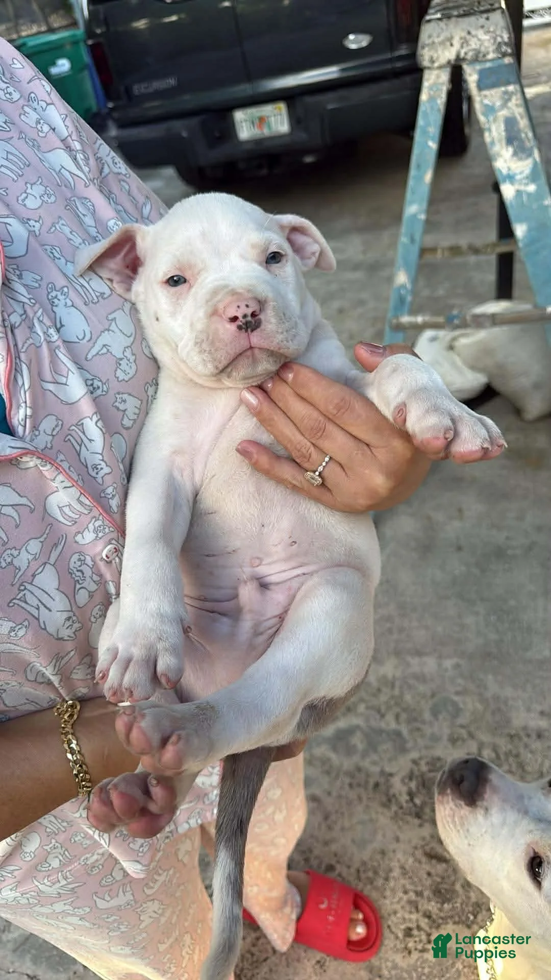 American Bully dogs for sale: American Bully Puppy 2 - Ad 1