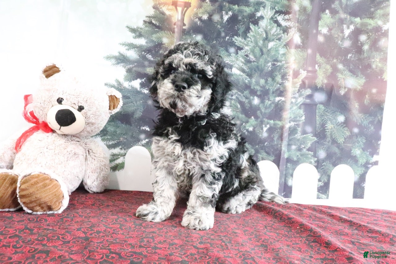 Mini Goldendoodle dogs Victor - Ad 42