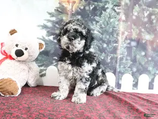 Mini Goldendoodle dogs Victor - Ad 13