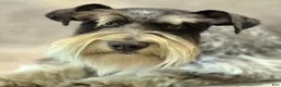 Miniature Schnauzer dogs for sale: Tucker - Ad 6