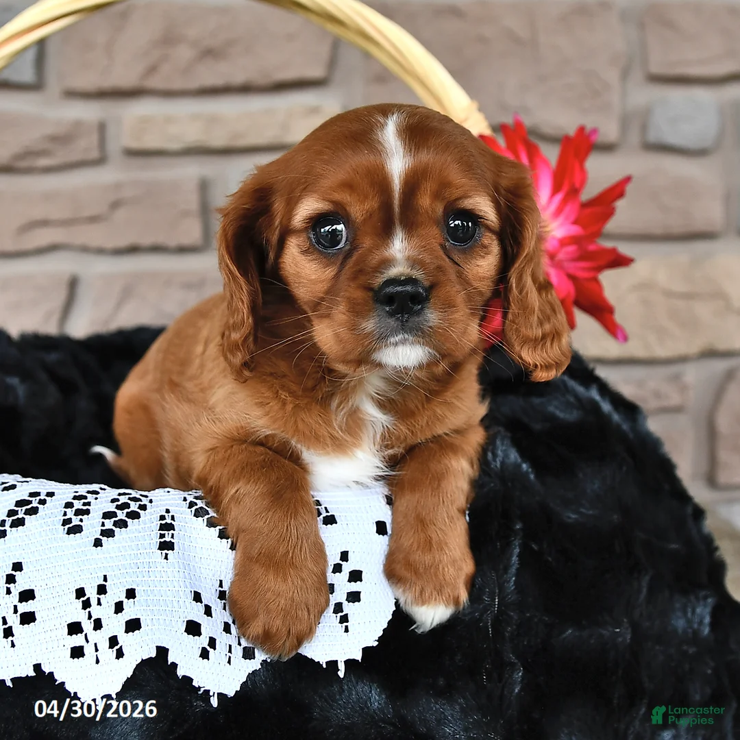 Cavalier King Charles Spaniel dogs for sale: Kelsey - Ad 1