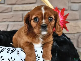 Cavalier King Charles Spaniel dogs for sale: Kelsey - Ad 3