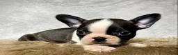 Mixed Breed dogs for sale: Mr. Teddy - Ad 4