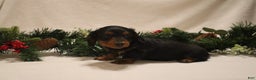 Miniature Dachshund dogs for sale: Prancer - Ad 13