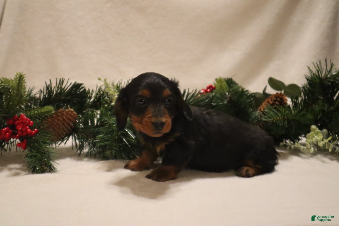 Miniature Dachshund dogs for sale: Prancer - Ad 13