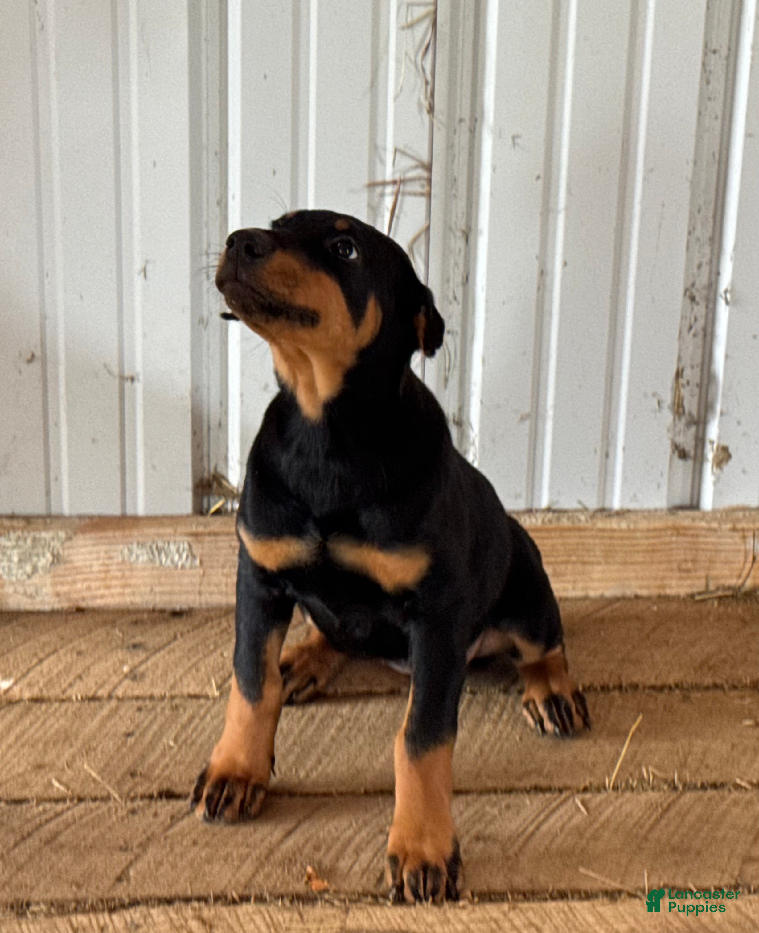 Doberman Pinscher dogs Doberman Pinscher Puppy 2 - Ad 1