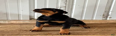 Doberman Pinscher Puppy 2