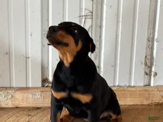 Doberman Pinscher dogs for sale: Doberman Pinscher Puppy 2 - Ad 2