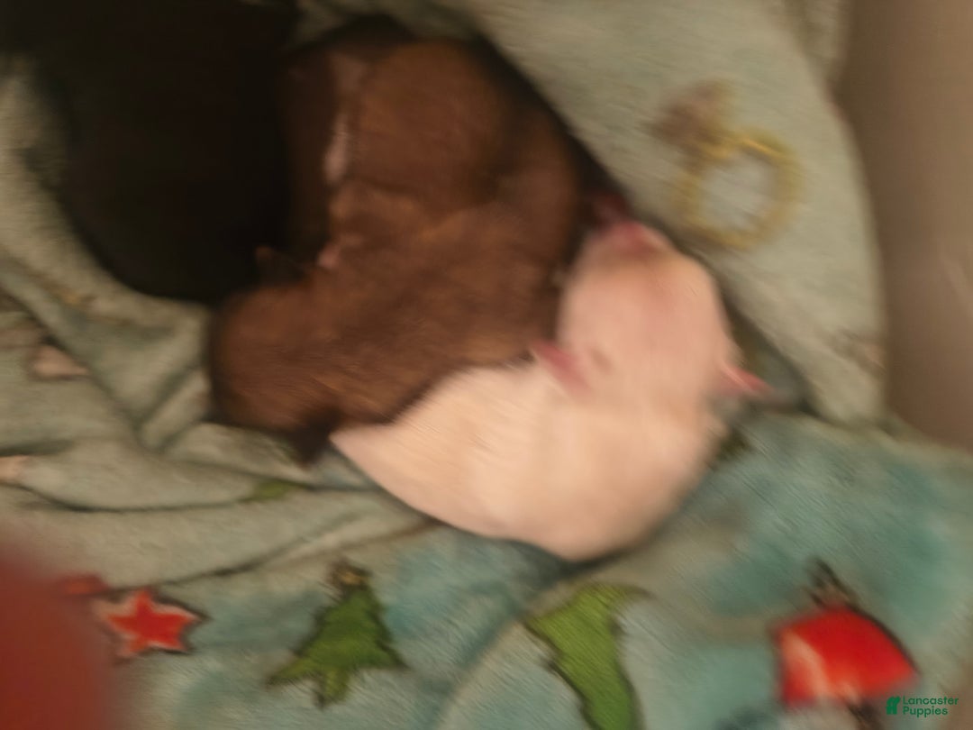 Pomeranian dogs for sale: Pomeranian Puppy 1 - Ad 1