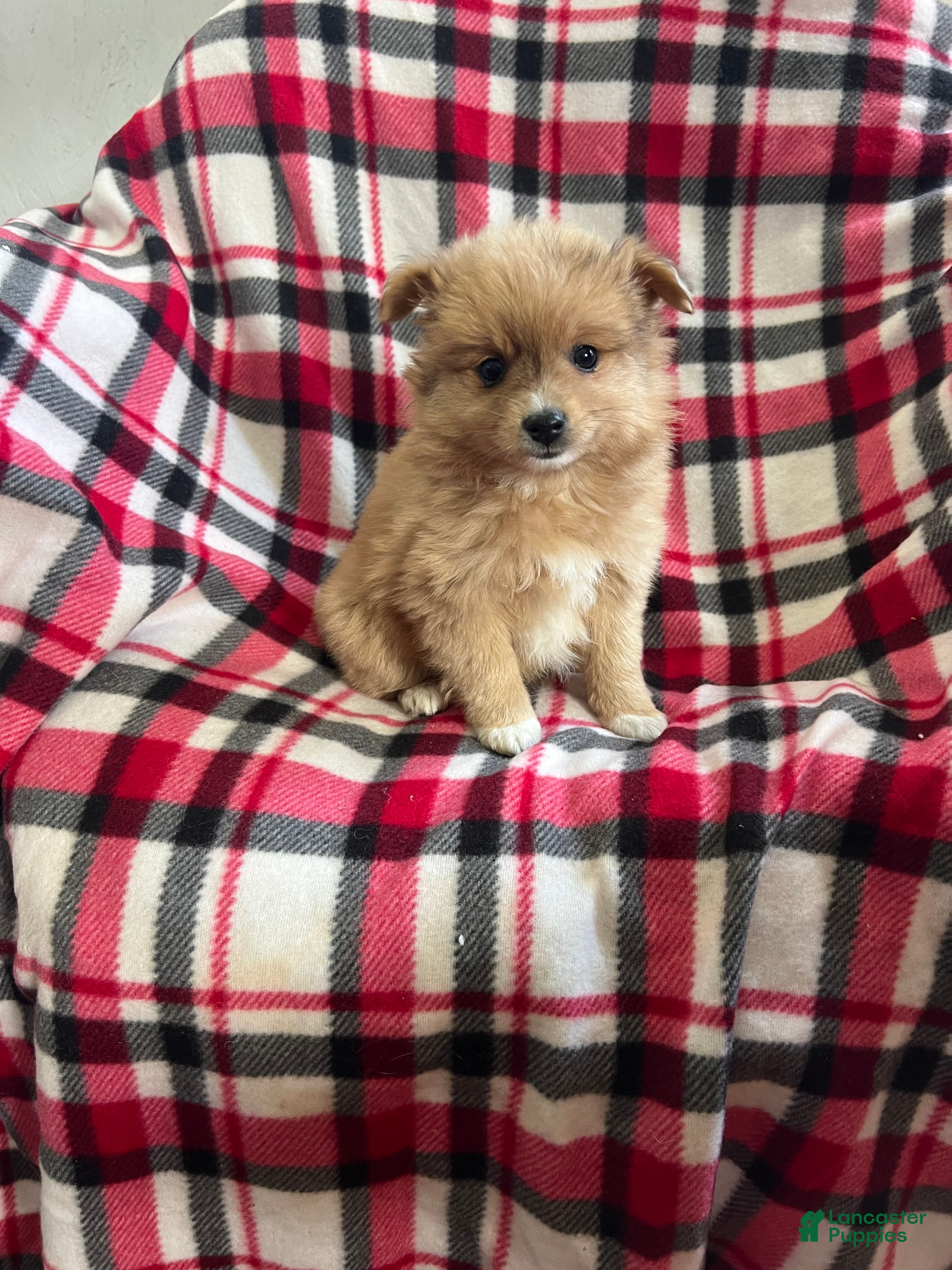 Mixed Breed dogs Ho-Joe - Ad 1
