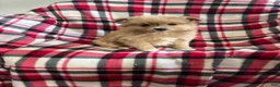 Mixed Breed dogs for sale: Ho-Joe - Ad 1