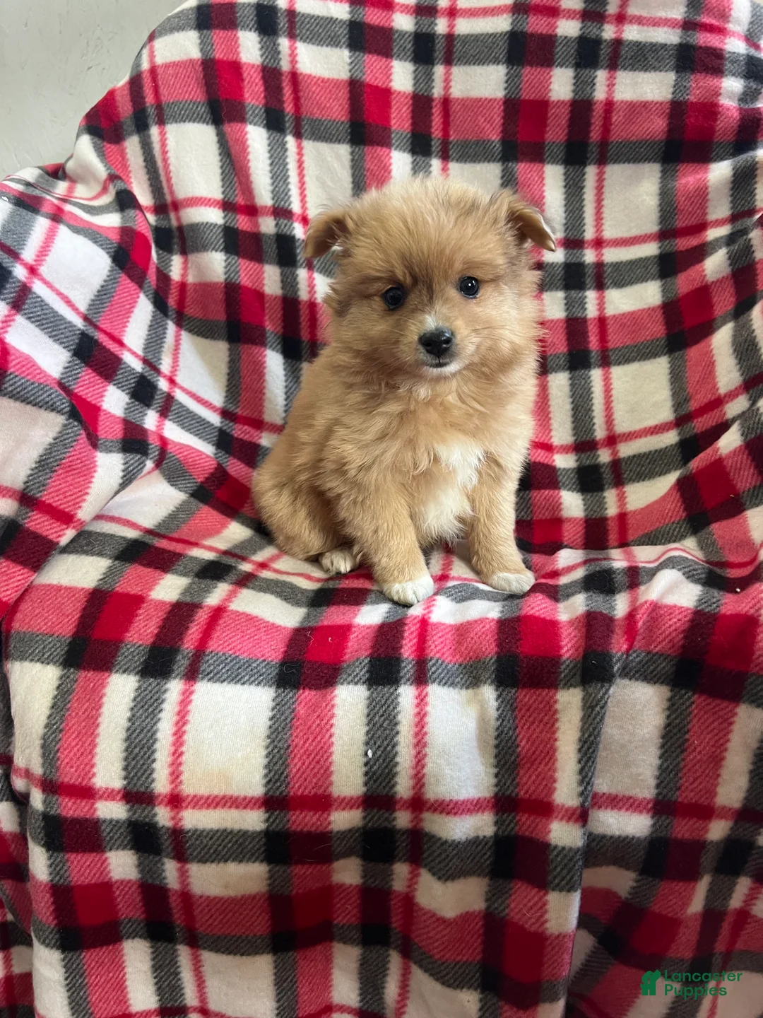 Mixed Breed dogs for sale: Ho-Joe - Ad 1
