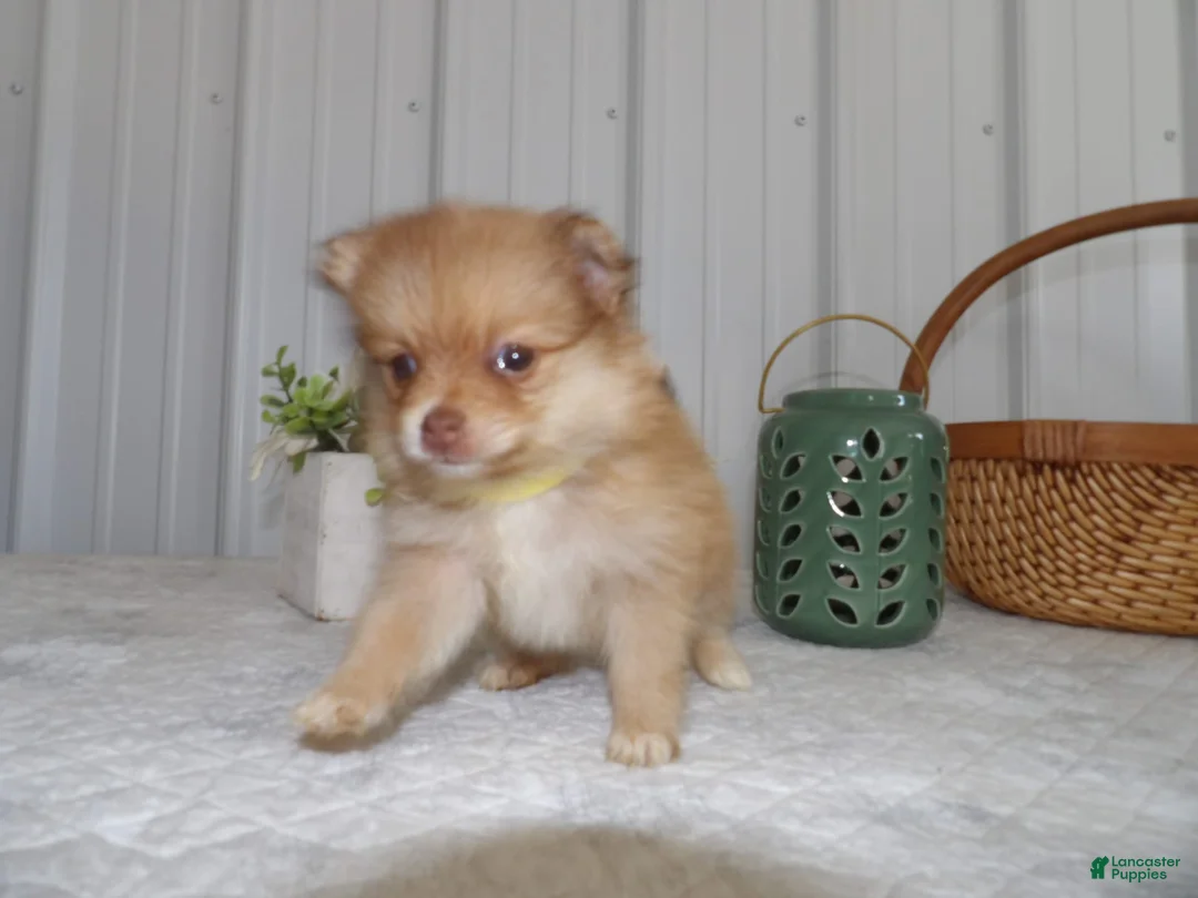 Gallery Image {{count}}