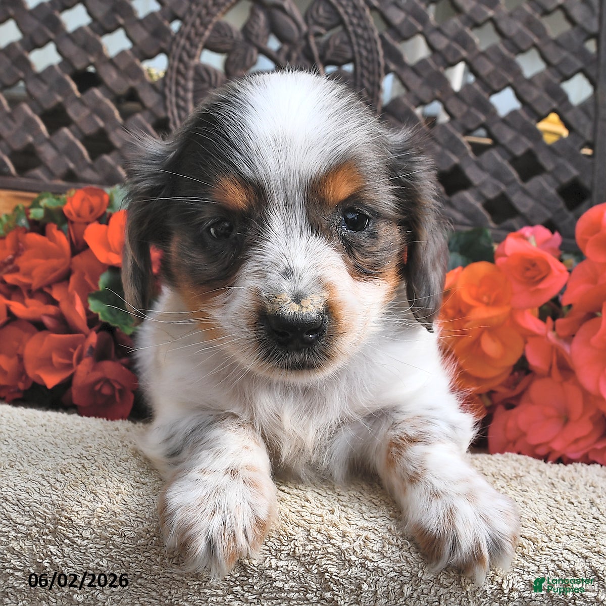 Miniature Dachshund dogs for sale: Buster - Ad 1