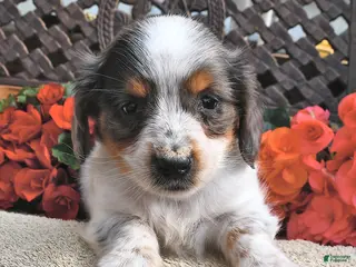 Miniature Dachshund dogs for sale: Buster - Ad 4