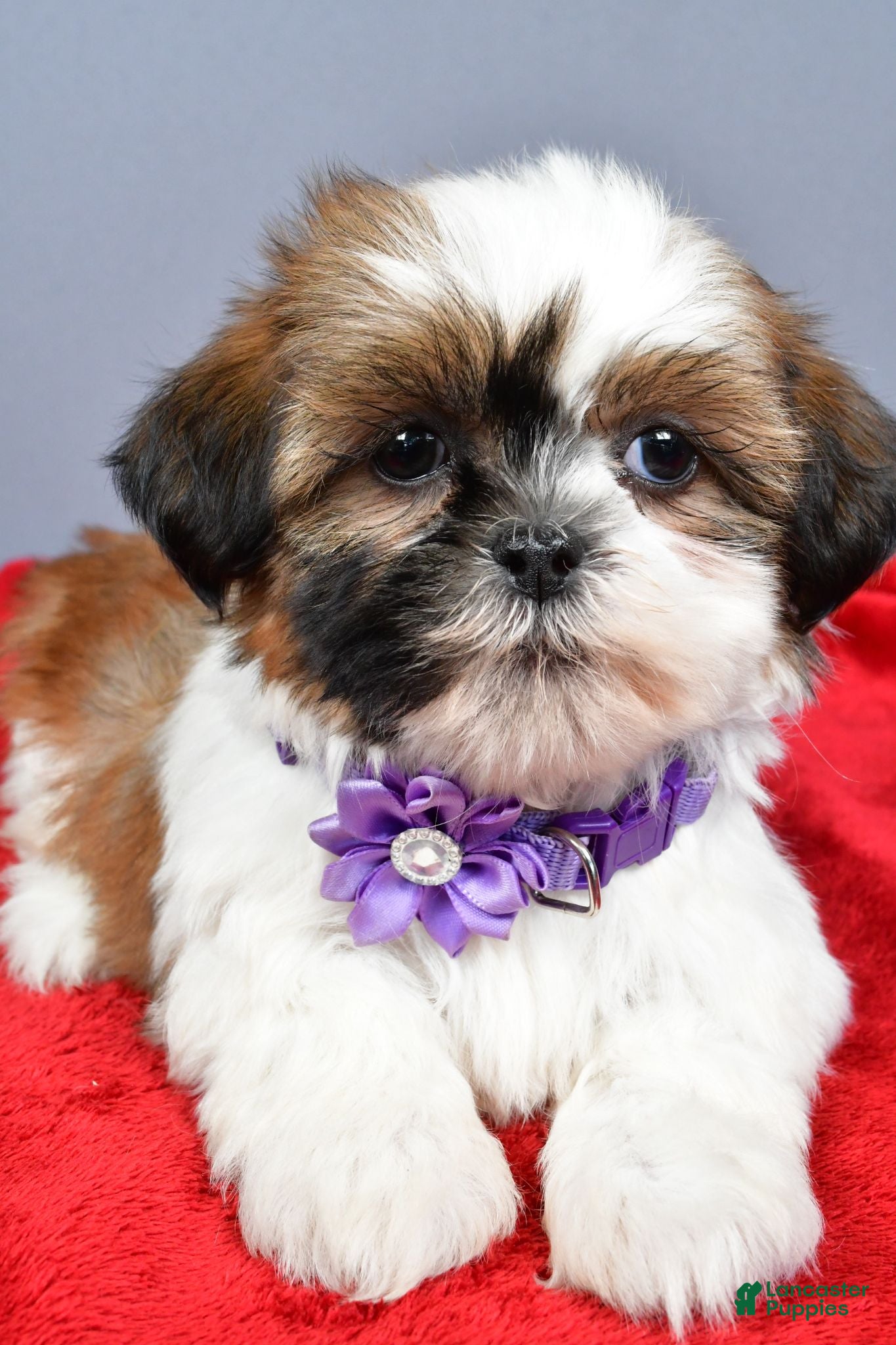 Shih Tzu dogs Liza - Ad 1
