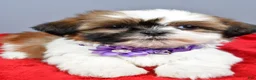 Shih Tzu dogs for sale: Liza - Ad 1