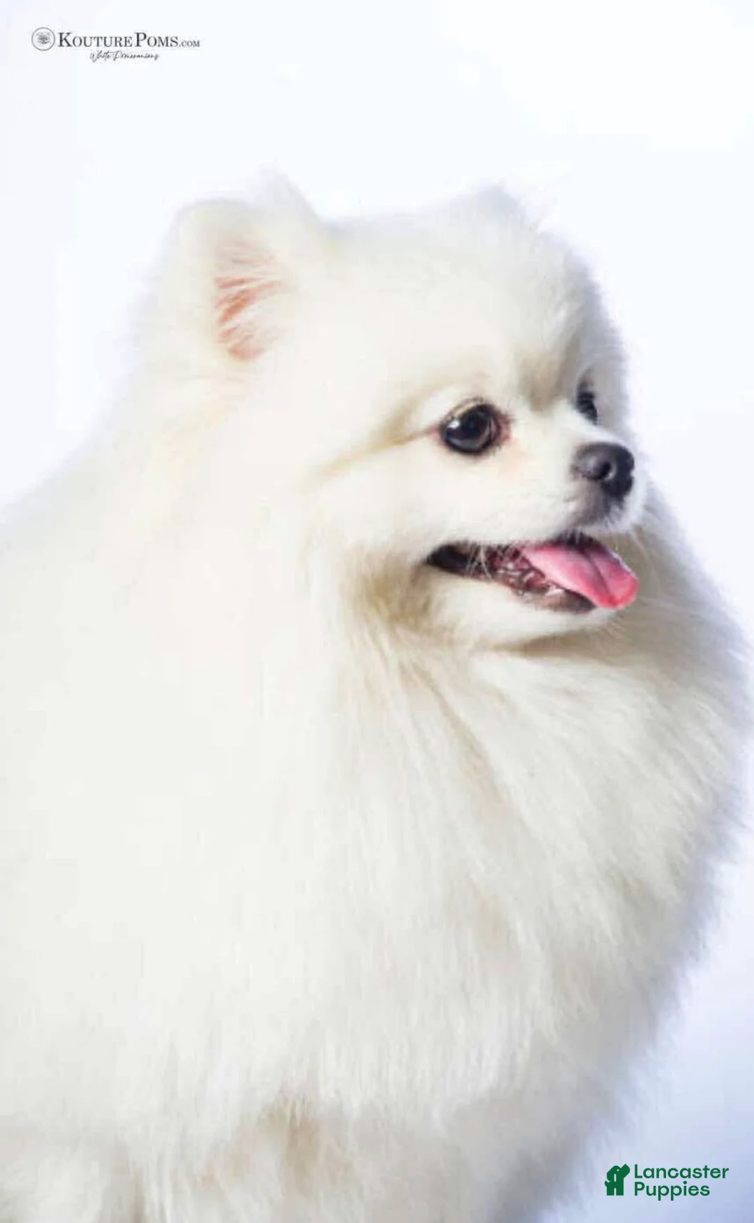 Pomeranian dogs for sale: Valentino - Ad 2