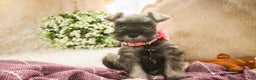 Miniature Schnauzer dogs for sale: Millie - Ad 7