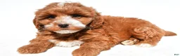 Cavapoo dogs for sale: Kobe - Ad 7