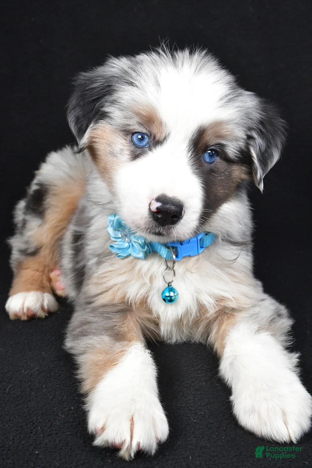 Miniature Australian Shepherd dogs for sale: Oscar - Ad 5