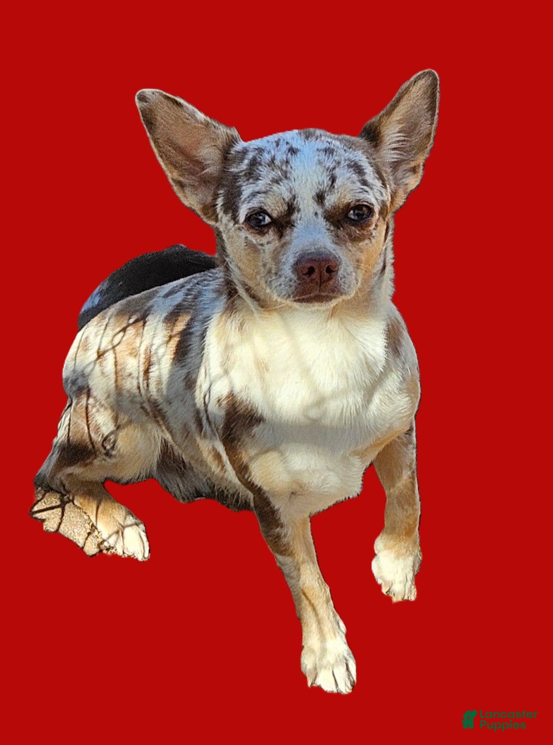 Chihuahua dogs for sale: Bella   2  AKC Long Coat Female Chihuahuas   - Ad 5