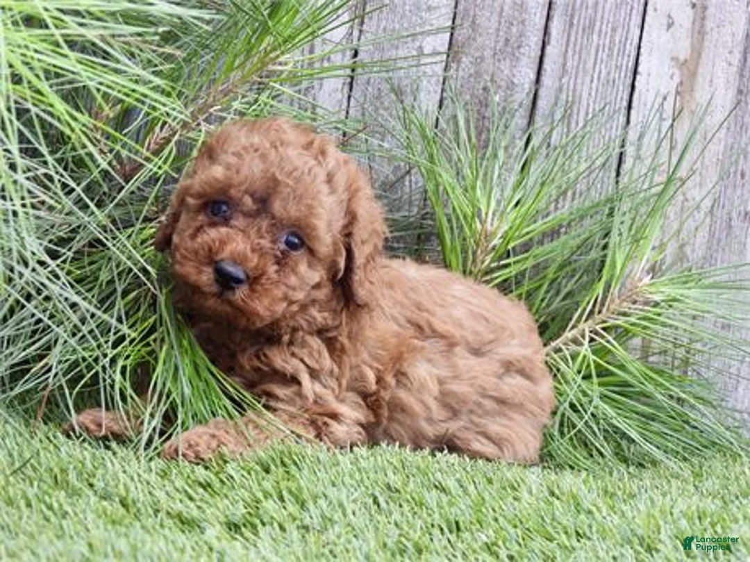 Toy Poodle dogs for sale: Toy Poodle 1 - Ad 3