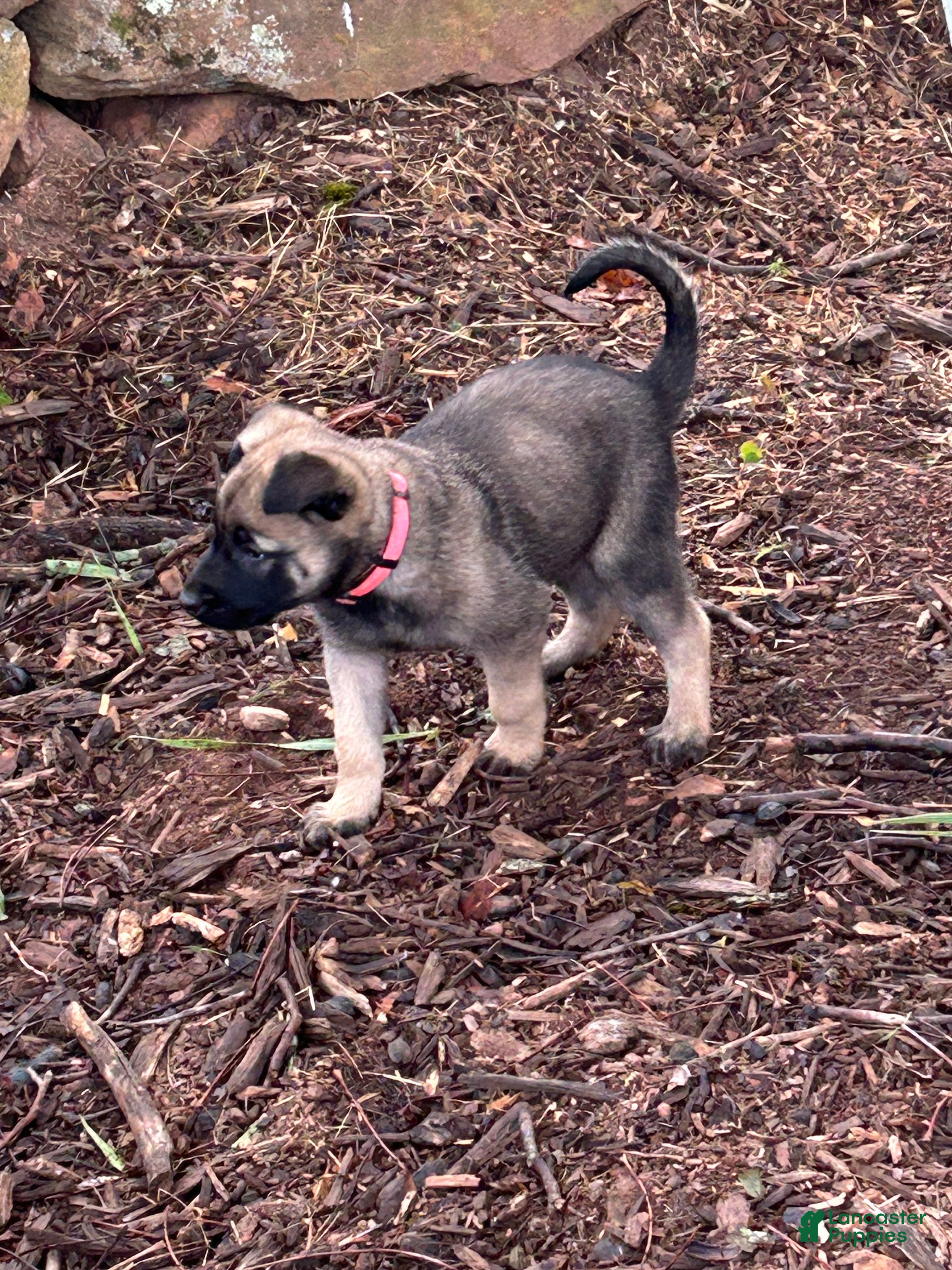 Belgian Malinois dogs Belgian Malinois Puppy 6 - Ad 13