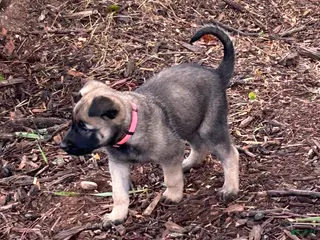 Belgian Malinois dogs Belgian Malinois Puppy 6 - Ad 11