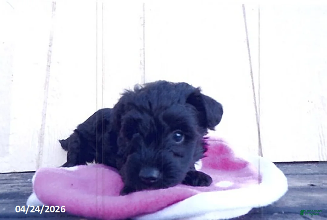 Yorkiepoo dogs for sale: Cory - Ad 2