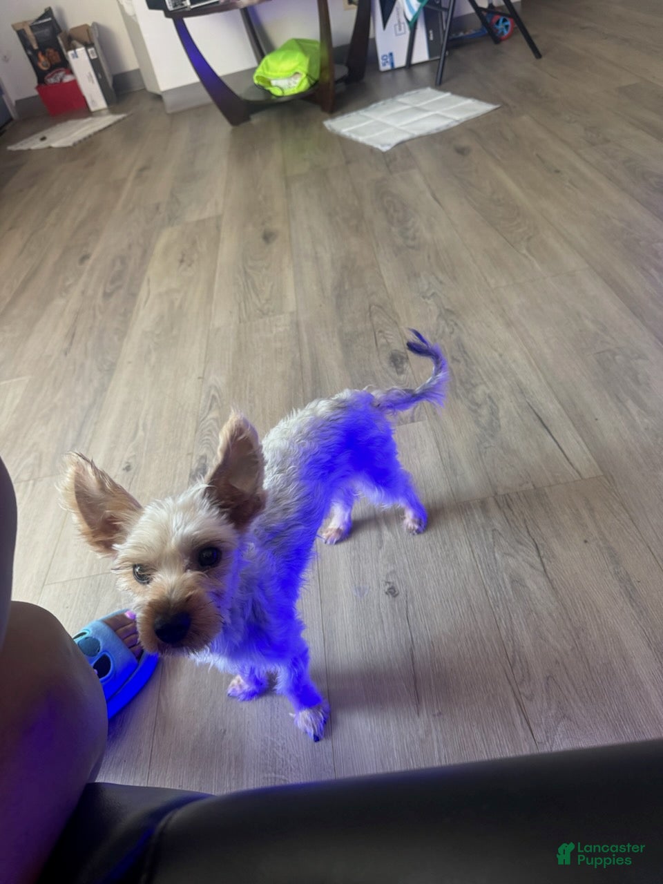 Yorkshire Terrier dogs Ace - Ad 1