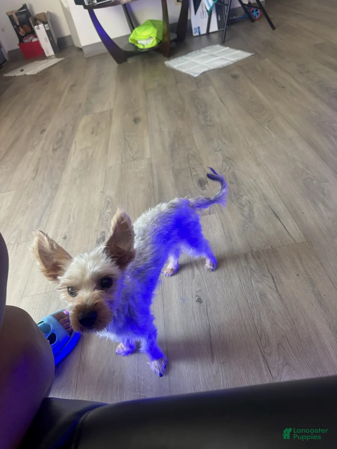 Yorkshire Terrier dogs for sale: Ace - Ad 1