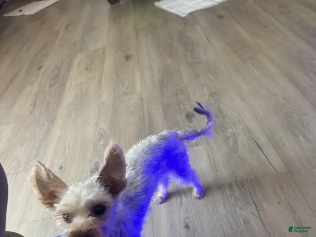 Yorkshire Terrier dogs for sale: Ace - Ad 1