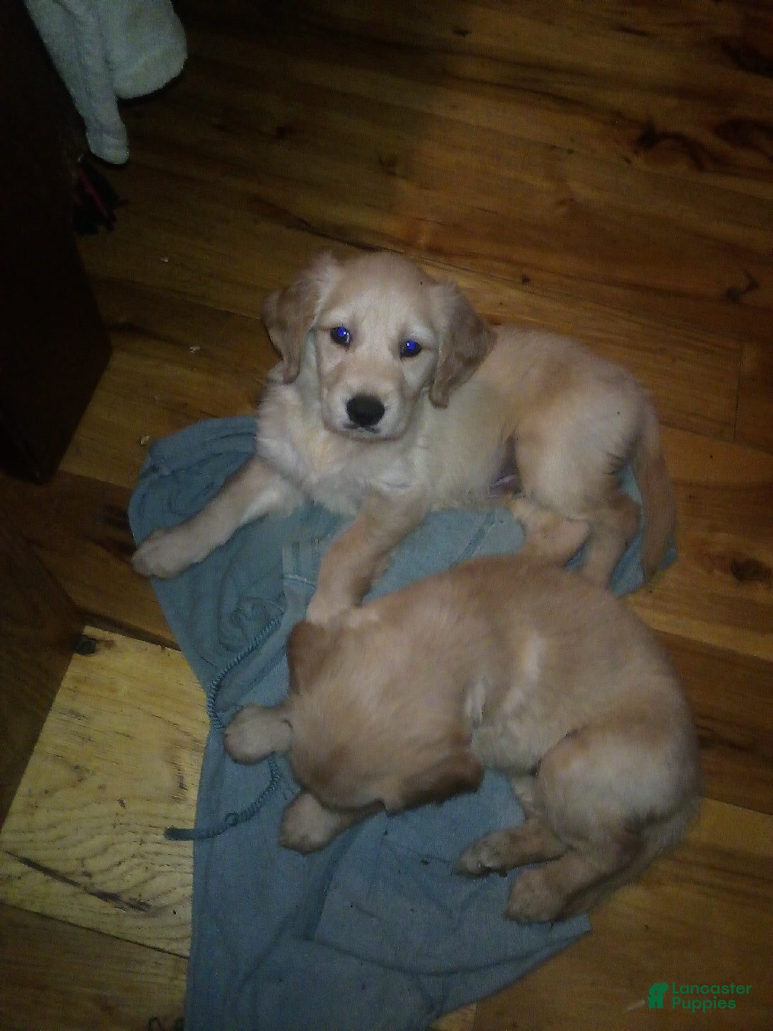 Golden Retriever dogs Abby - Ad 30