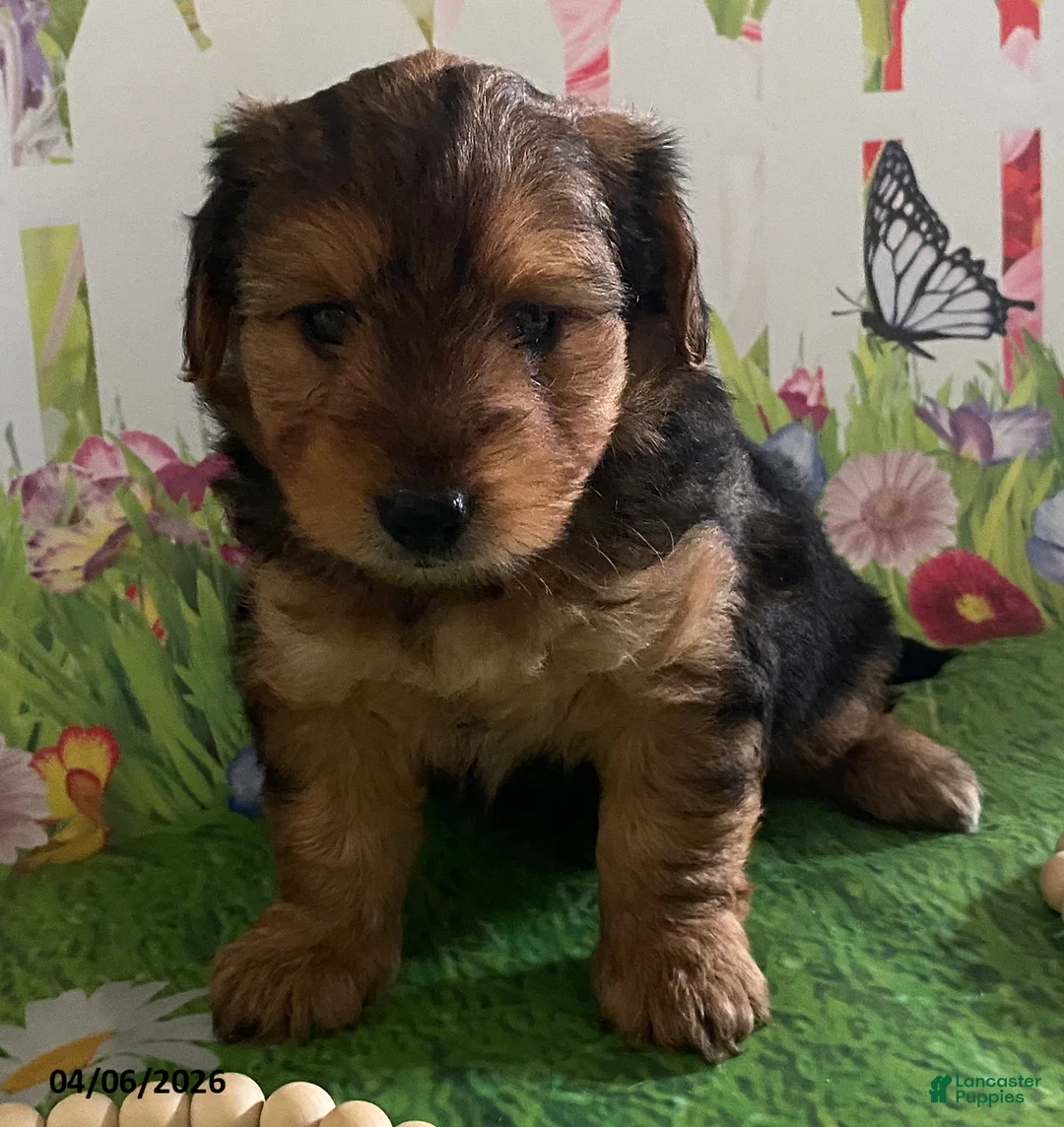 Yorkiepoo dogs for sale: Rubble - Ad 1