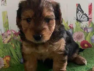 Yorkiepoo dogs for sale: Rubble - Ad 1