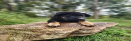German Shepherd dogs for sale:  Tar - Ad 4