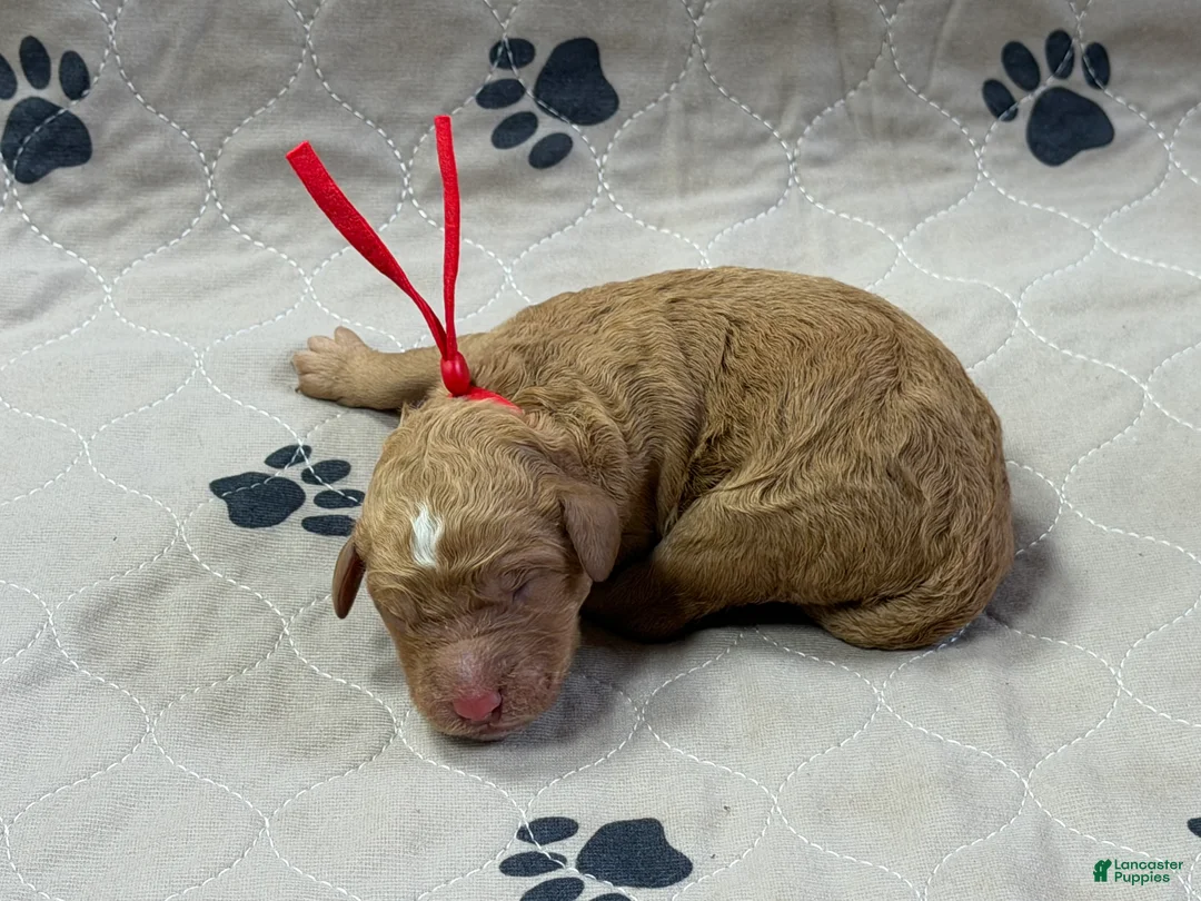 Goldendoodle dogs for sale: Red - Goldendoodle Puppy 10 - Ad 1