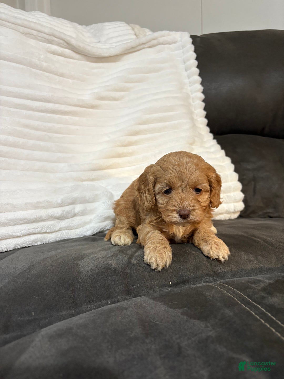 Cockapoo dogs for sale: Ellie - Ad 4