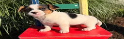 Jack Russell Terrier dogs for sale: Princess  - Ad 3