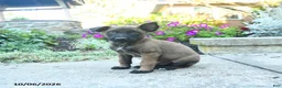Belgian Malinois dogs for sale: Alonzo - Ad 2