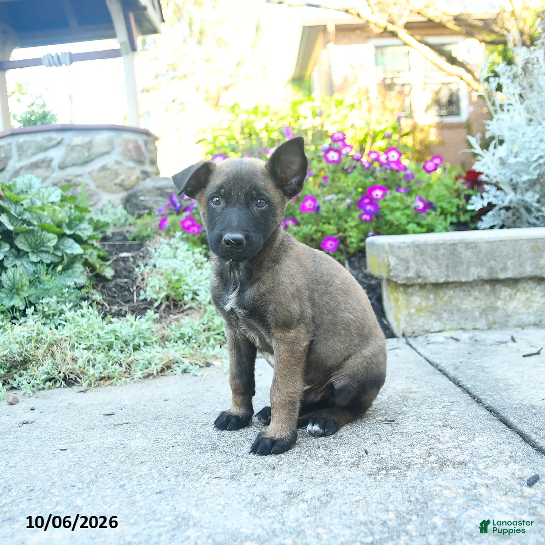 Belgian Malinois dogs for sale: Alonzo - Ad 2