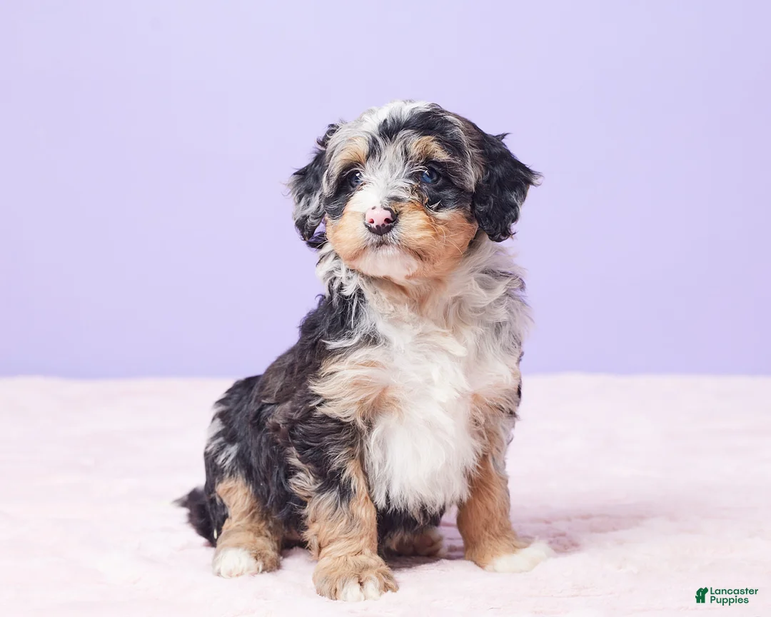 Mini Bernedoodle dogs for sale: Polly - Ad 5