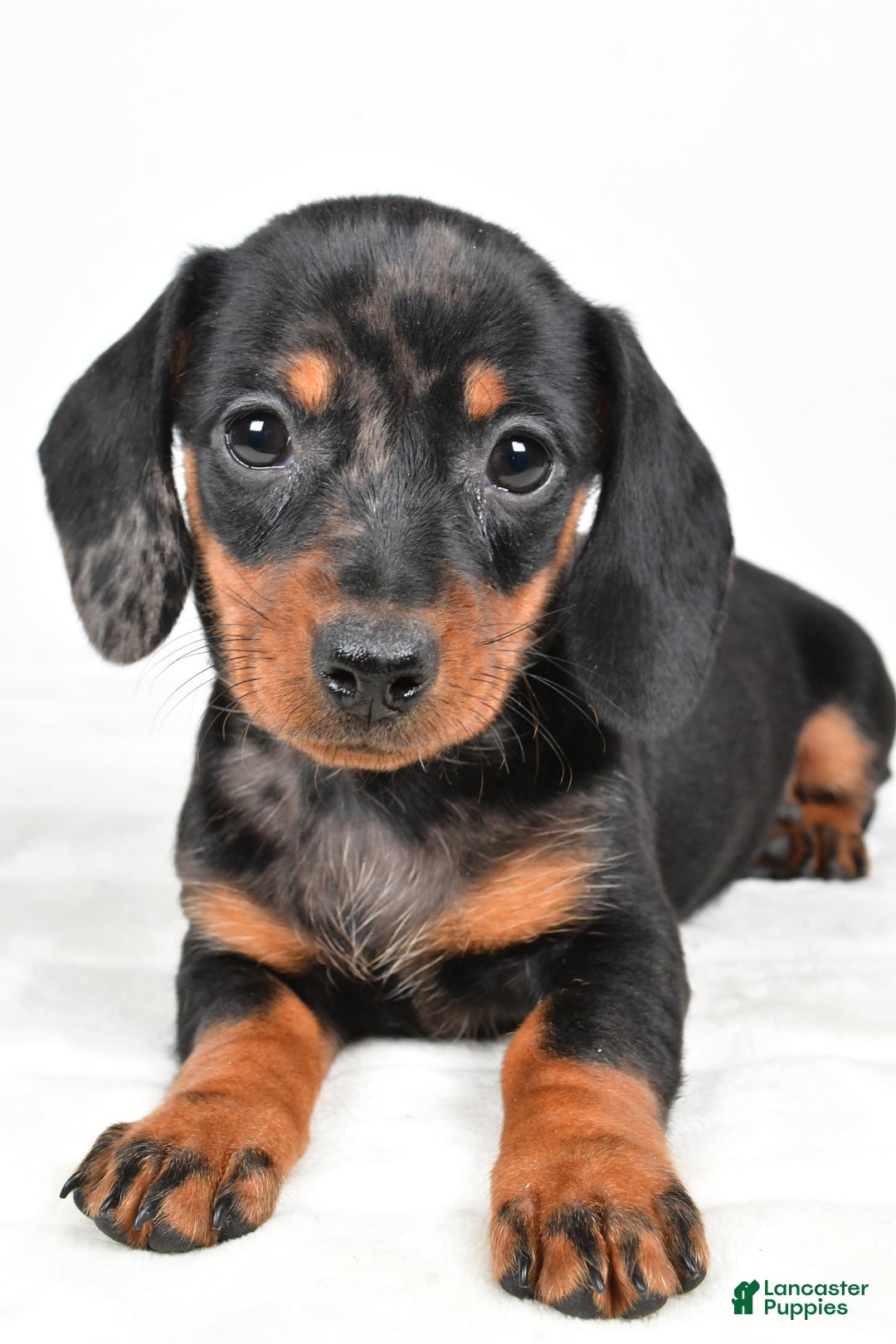 Miniature Dachshund dogs for sale: Cassandra - Ad 6