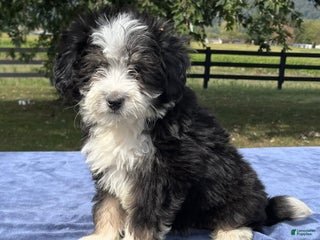 Mini Bernedoodle dogs - Ad 32