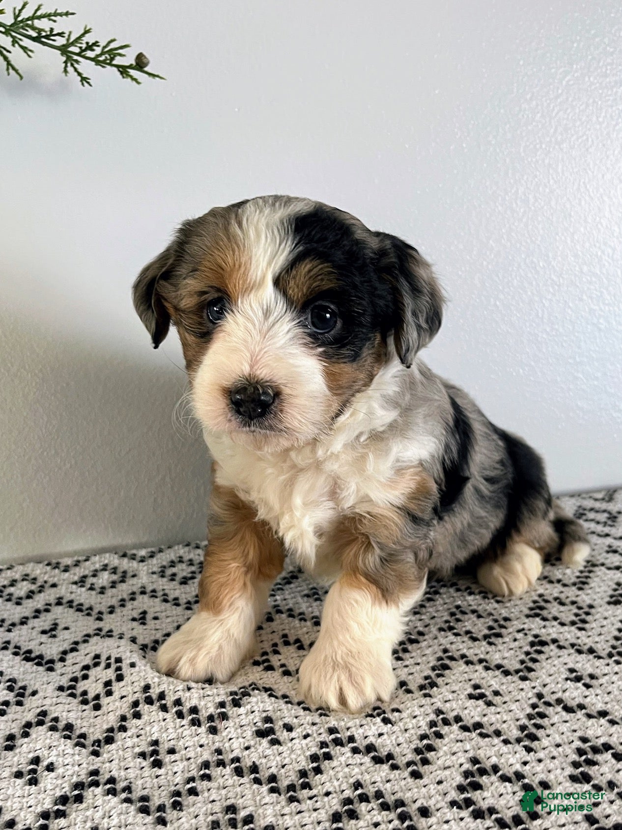Mini Aussiedoodle dogs Marley - Ad 15