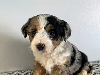 Mini Aussiedoodle dogs Marley - Ad 23