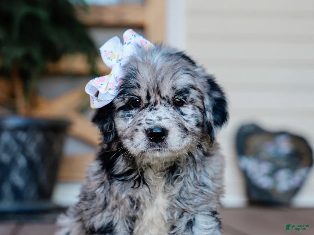 Mixed Breed dogs for sale: Calli Golden Retriever/Jug Puppy - Ad 2