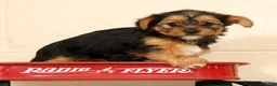 Yorkshire Terrier dogs for sale: Olive - Ad 9