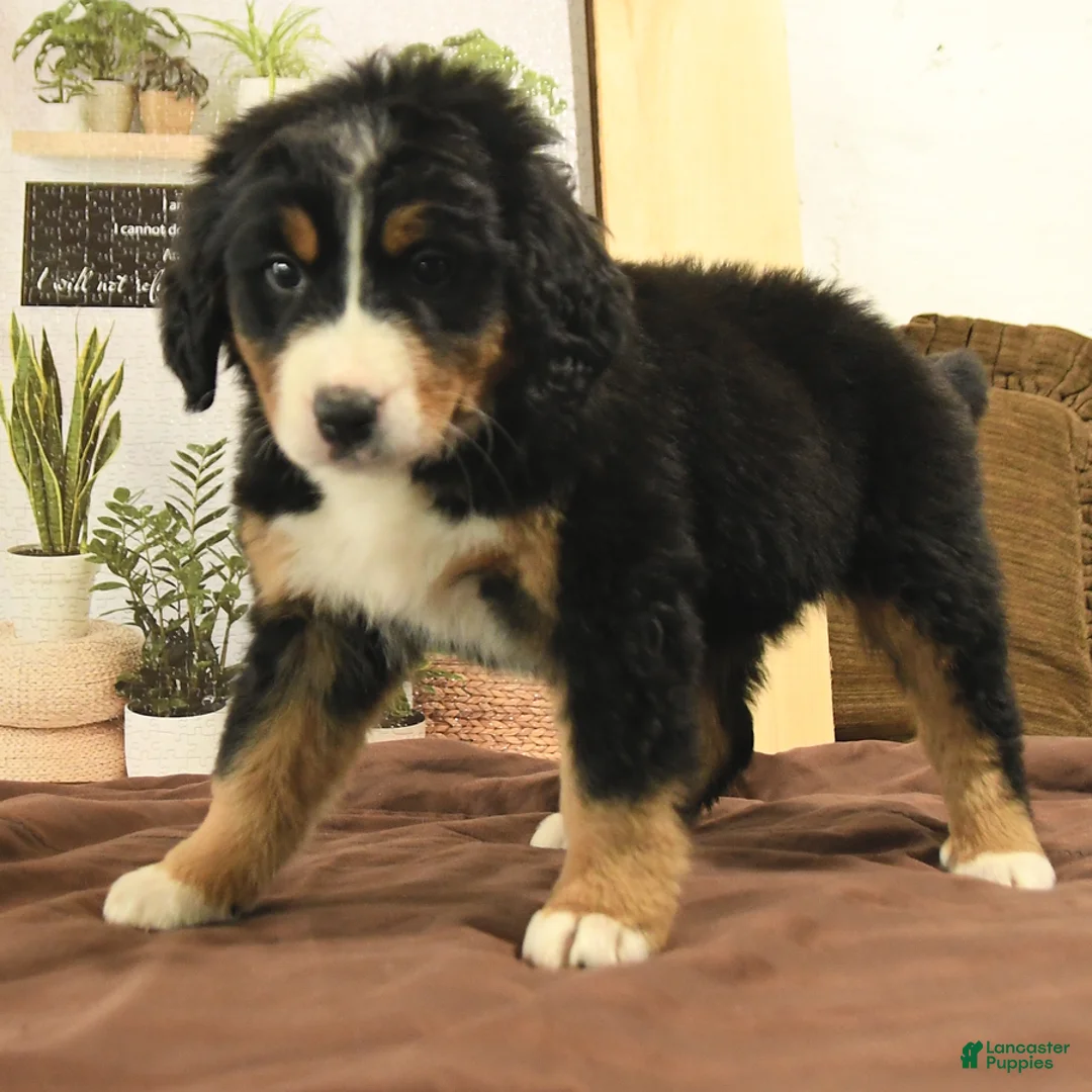 Bernedoodle dogs for sale: Riley - Ad 2